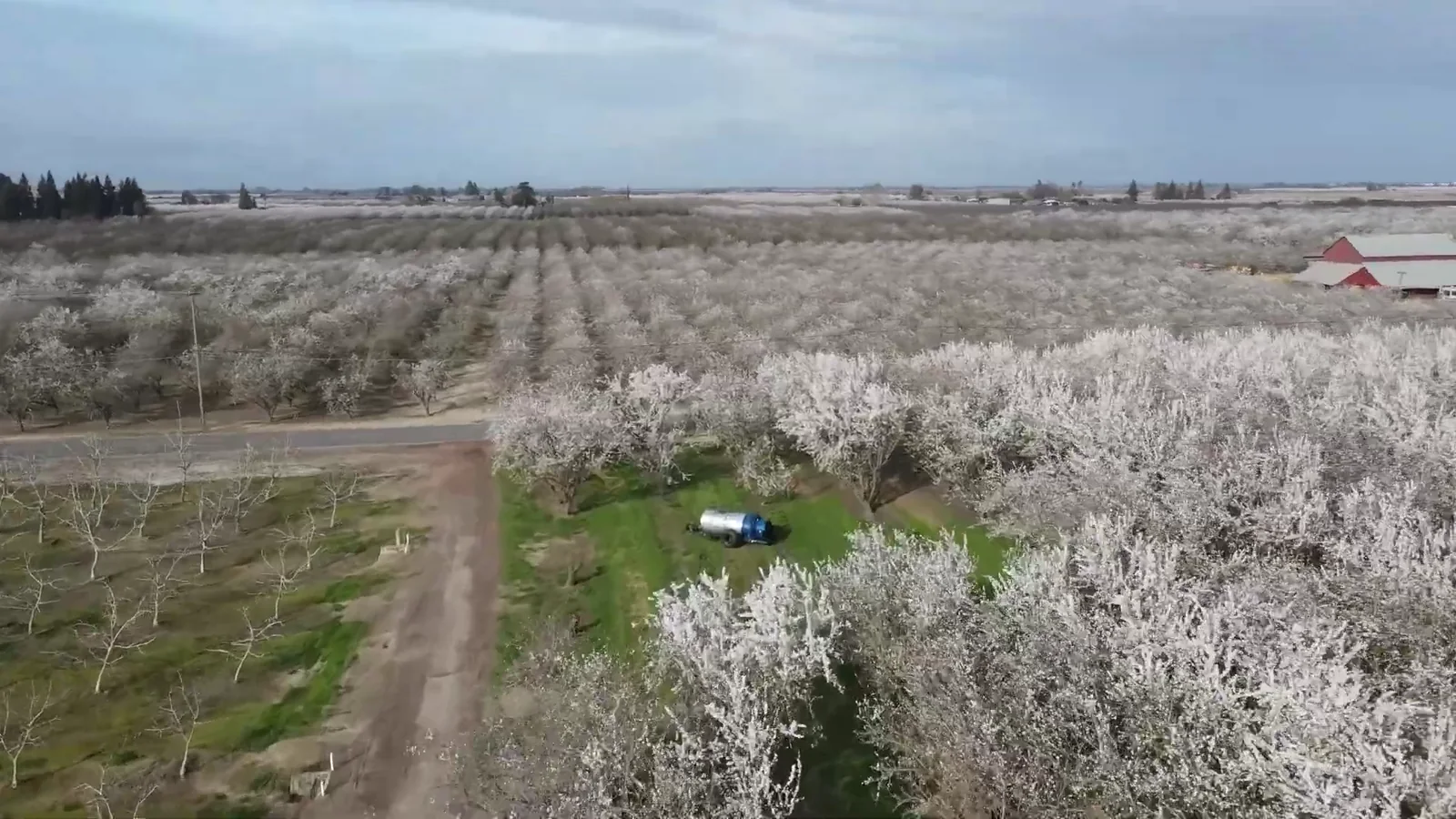 Aerial view of an almond orchard in full white bloom with a Flowcore sprayer rig working down a dirt row